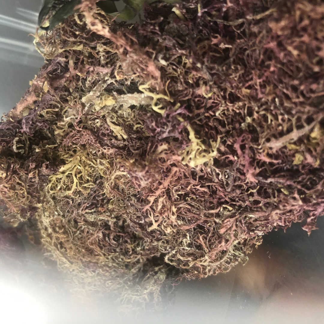 Jamaican Purple Moss