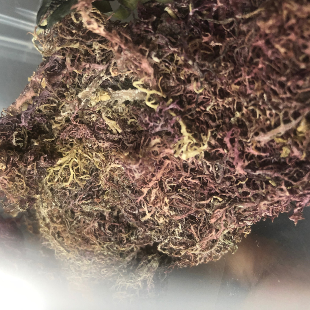 Purple Moss