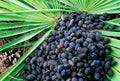 Saw Palmetto Berries